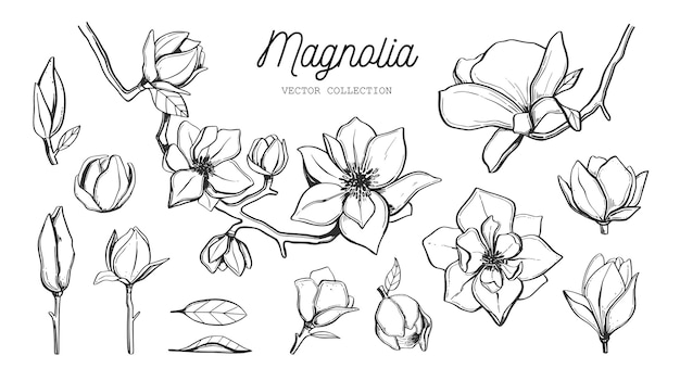 Zestaw Kwiatów Magnolii.