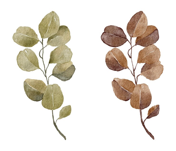 Zestaw liści akwareli Boho liść akwareli Ilustracja botaniczna Rośliny ustawione akwarela