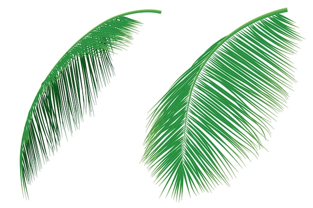 Plik wektorowy zestaw liści palmowych lub liści kokosowych naturalny wzór narysowany na białym tle