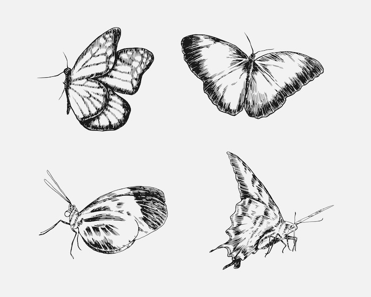 Wektor zestaw motyli z grawerowanym rysunkiem w stylu izolowanego ilustracji wektorowej tła