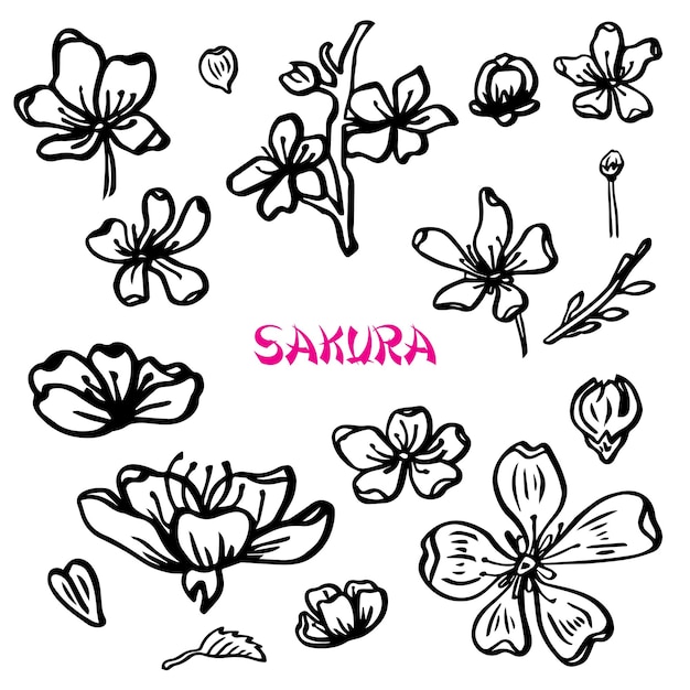 Zestaw na białym tle sakura. Ładny ręcznie rysowane ilustracji wektorowych kwiat w czarnym konturze i