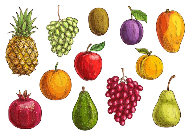 Plik wektorowy zestaw owoców tropikalnych i egzotycznych. soczysty ananas, zielone i czerwone winogrona, granat, pomarańcza, kiwi, jabłko, gruszka, guawa, śliwka, morelowe mango