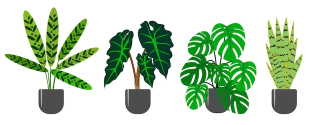 Zestaw Ozdobnych Roślin Doniczkowych Liściastych Ctenant Allocasia Monstera Sansevieria Trend Wektor Ilustracja Na Białym Tle