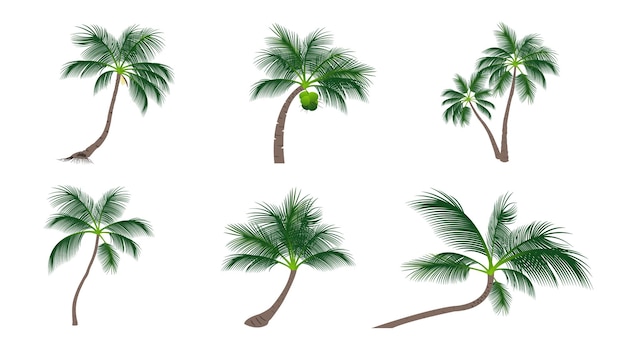 Zestaw Palm Kokosowych