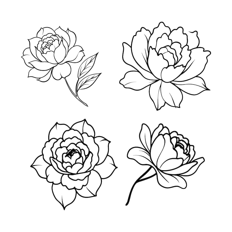 Wektor zestaw peony line art vector doskonała mieszanka elegancji i piękna w projektowaniu kwiatowym