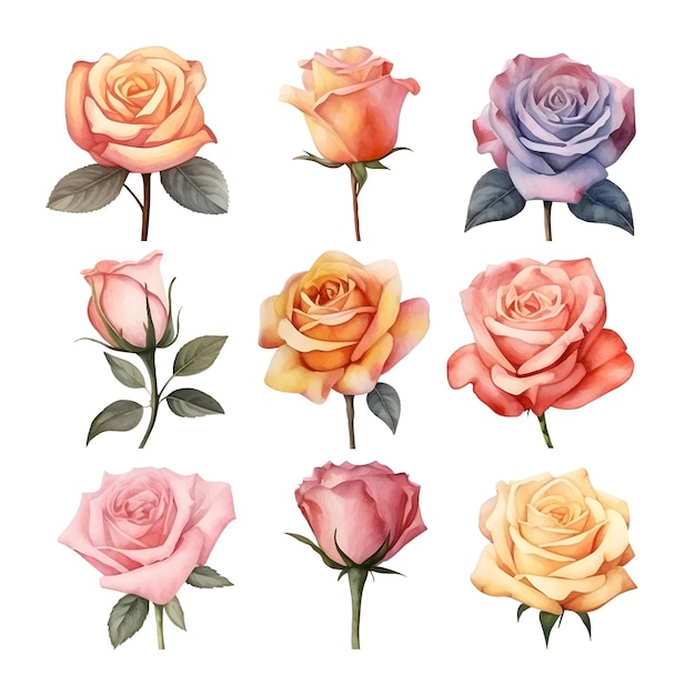 Zestaw Pięknych Akwarelowych Róż