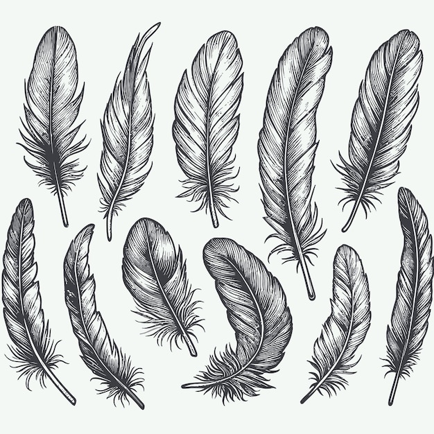 Plik wektorowy zestaw piór ptaków ręcznie narysowana ilustracja przekształcona w wektor konturę z przezroczystym tłem