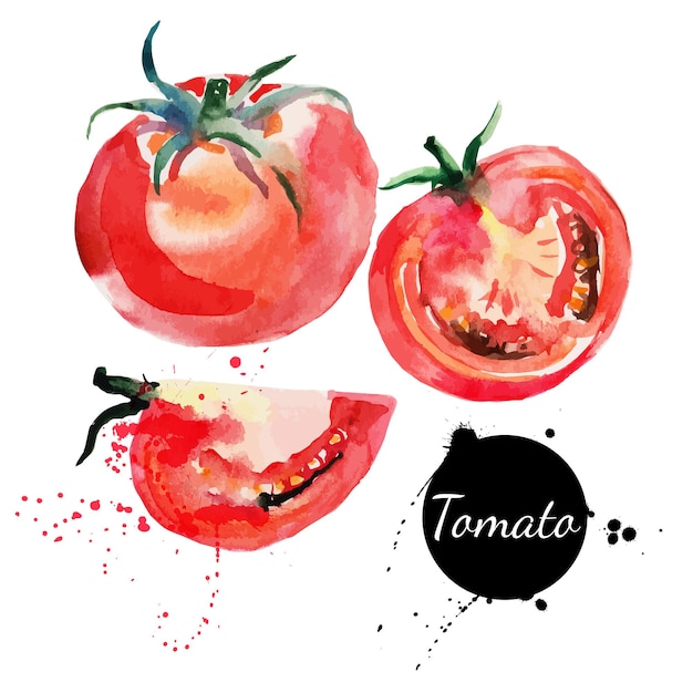 Zestaw Pomidorów. Ręcznie Rysowane Akwarela Malarstwo Na Białym Tle. Ilustracja Wektorowa