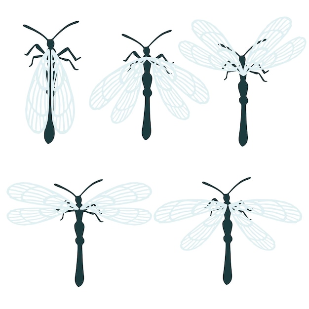 Plik wektorowy zestaw prostych płaskich ważek z różnymi skrzydłami kolekcja owadów płaska ilustracja wektorowa na białym tle