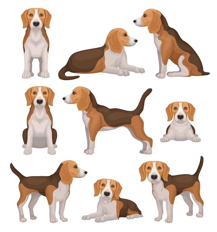 Wektor zestaw psów beagle w różnych pozycjach mały pies łowiecki z brązowo-białym futrem i długimi uszami szczeniak z uroczym pyskiem izolowane płaskie elementy wektorowe do plakatu reklamowego kliniki dla zwierząt lub sklepu z zwierzętami domowymi