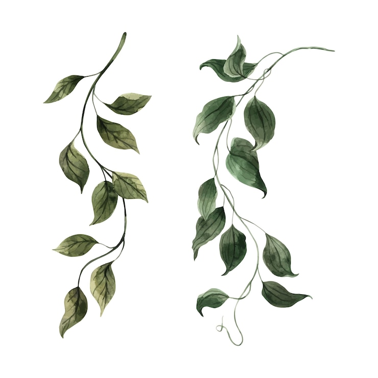 Wektor zestaw realistycznych roślin tropikalnych lian, roślin dżungli, ilustracja akwarelowa narysowana ręcznie na odizolowanym tle ilustracja botaniczna do projektowania wizytówek, ślubów i uroczystości