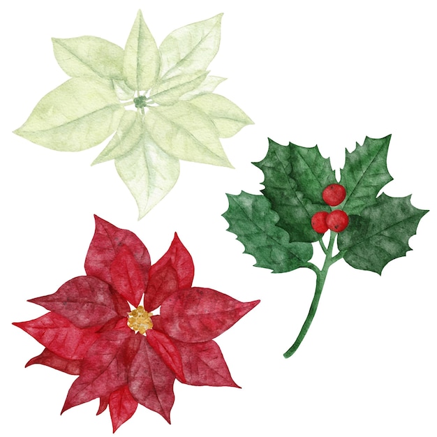 Zestaw Ręcznie Malowanych Akwarelowych Kwiatów Zimowych - Poinsecja I Liść Ostrokrzewu