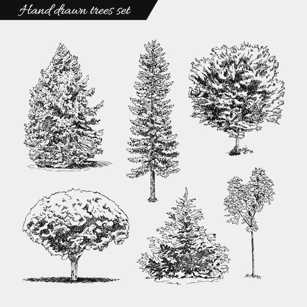 Zestaw Ręcznie Rysowane Drzew. Szkic Rysunku Ilustracji