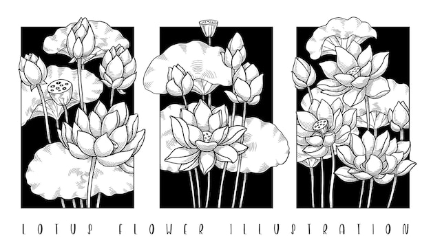 Zestaw Ręcznie Rysowane Ilustracji Kwiat Lotosu