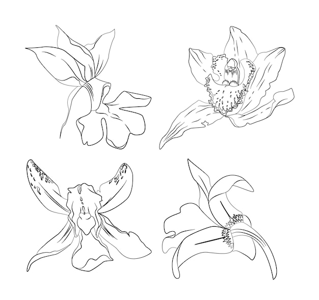 Zestaw Ręcznie Rysowane Kwiaty Orchidei