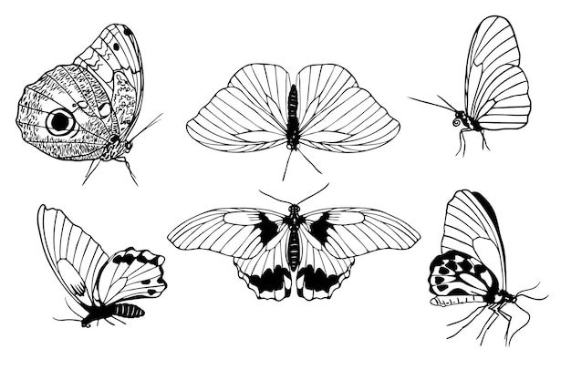 Zestaw Ręcznie Rysowane Motyle Czarny Kontur Na Białym Tle