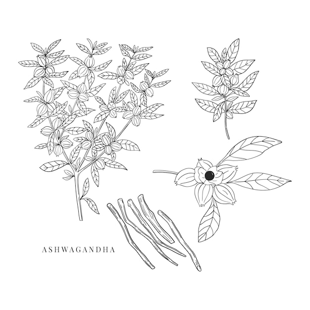 Plik wektorowy zestaw ręcznie rysowanych gałęzi ashwagandha z korzeniem jagód i liśćmi izolowanymi na białym tle