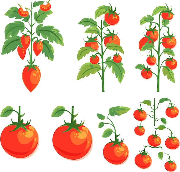 Plik wektorowy zestaw roślin dojrzałych czerwonych pomidorów z ilustracją wektorową liści