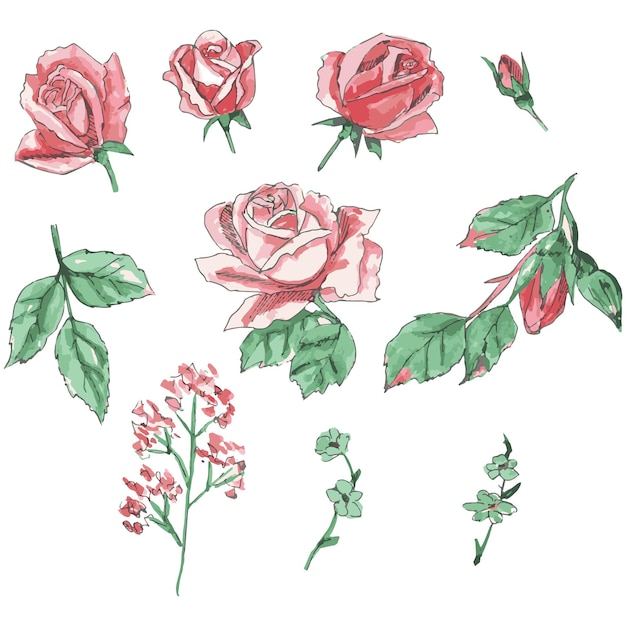 Zestaw róż Akwarela ilustracja delikatnej różowej róży Ilustracja botaniczna