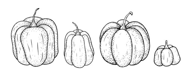 Zestaw Różnych Dyń. Liniowa Kolekcja Czarno-biała Z Jesiennymi Warzywami