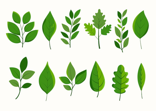 Zestaw różnych rodzajów zielonych liści Bogate liście kolekcja unikalnych kształtów i wzorów żył Proste płaskie ilustracje botaniczne dla projektów o tematyce przyrodniczej i projektów przyjaznych dla środowiska
