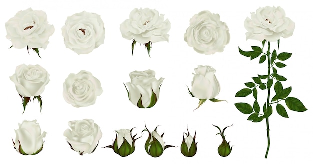 Zestaw Róży Kwiat Kwitnących Roślin. Ogrodowa Biała Odosobniona Ikona Biały Kwiat, Płatek I Pączek Z Zieloną łodygą I Liściem