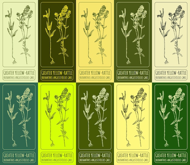 Zestaw rysunków wektorowych GREATER YELLOWRATTLE w różnych kolorach Ręcznie narysowany łaciński RHINANTHUS ANG