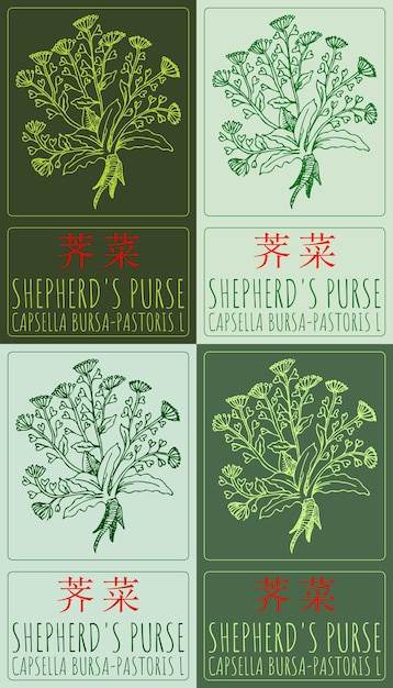 Zestaw rysunków wektorowych SHEPHERDS PURSE w języku chińskim w kolorach łacińska nazwa to CAPSELLA BURSAPASTORIS L