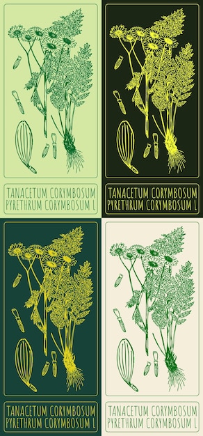 Zestaw rysunków wektorowych TANACETUM CORYMBOSUM w różnych kolorach łacińska nazwa to PYRETHRUM COR YMBOSUM L