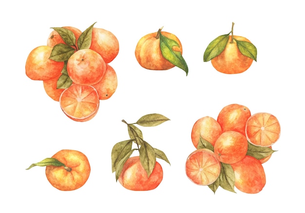 Zestaw świeżej pomarańczowej ilustracji akwarela