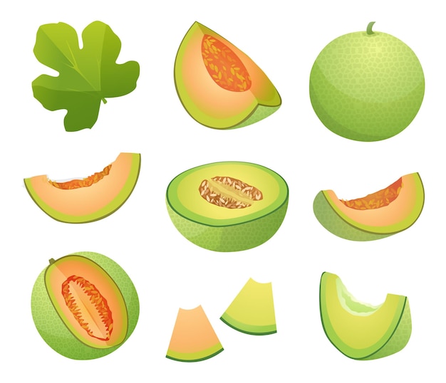 Zestaw świeżych Całych Pół I Pokrojonych W Plasterki Owoców Melona Ilustracja Na Białym Tle