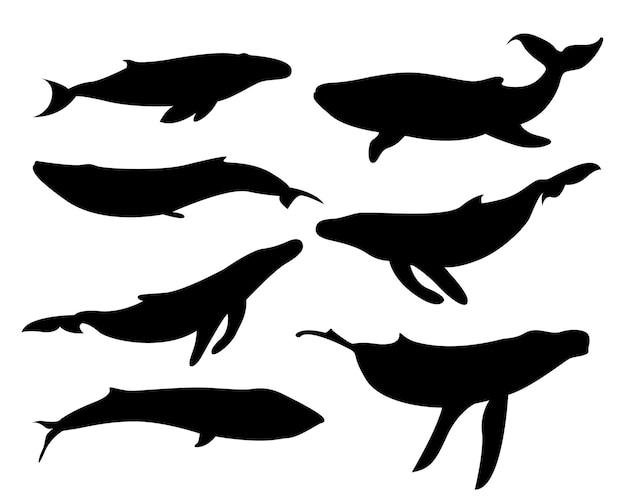 Zestaw Sylwetki Wektor Wielorybów. Ikona Czarno-biały Wieloryb. Duży Płetwal Błękitny. Ilustracja Wektorowa