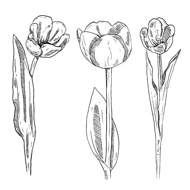 Zestaw Szkicu I Ręcznie Rysowane Kolekcja Kwiatów Tulipanów