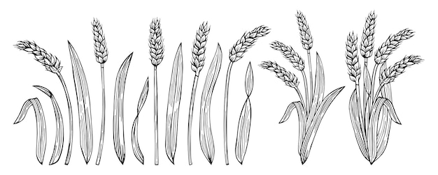 Zestaw Szkicu Kłosów Zboża Dojrzałe Kolec Produkcja Mąki Pszennej Gospodarstwo Ekologiczny Chleb Opakowanie Piwa