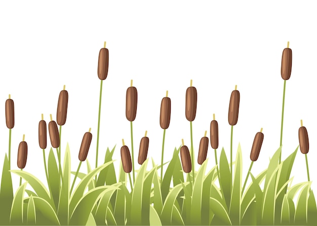 Plik wektorowy zestaw trzciny w zielonej trawie trzciny roślin zielone bagno trzciny trawa ilustracja