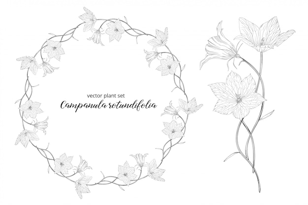 Plik wektorowy zestaw warzywny campanula rotundifolia