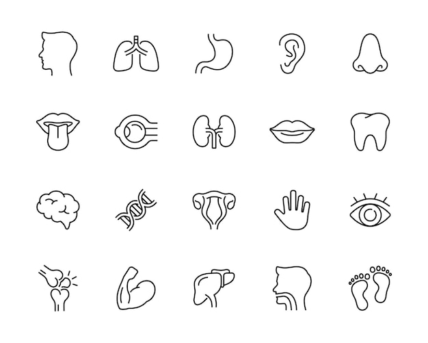 Zestaw wektorów linii anatomicznych izolowany na białym tle