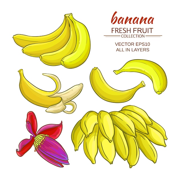 Zestaw Wektorów Owoców Bananów