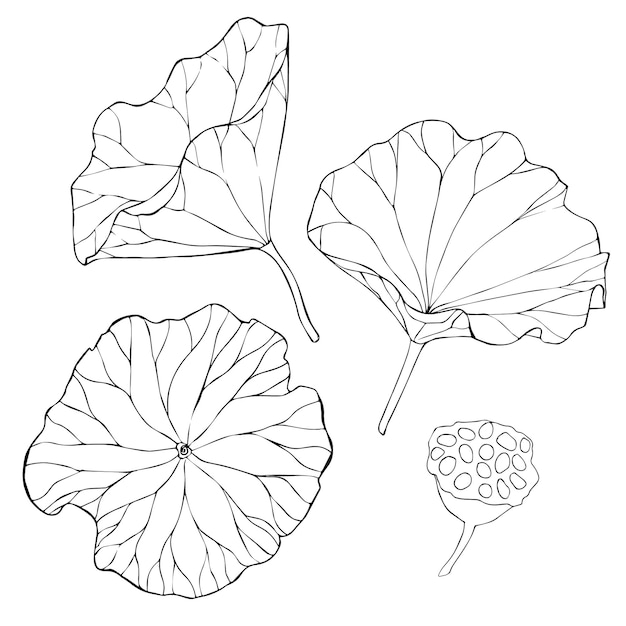 Plik wektorowy zestaw wektorów ręcznie rysowane kwiaty lotosu i pąki ogromne liście czarna linia ilustracja sztuki zarys kwiatowy rysunek dla logo tatuaż kompozycji projektowania opakowań lilia wodna botaniczny wektor projektu