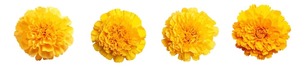 Plik wektorowy zestaw wektorów żółtych kwiatów marigoldów wyizolowanych na białym tle