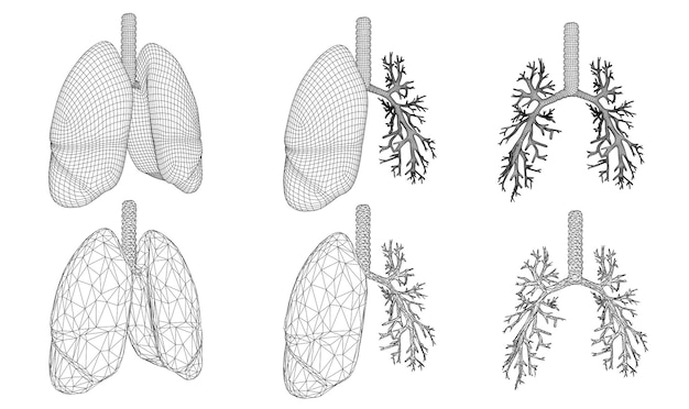 Zestaw wektorowy 3D płuc i oskrzeli izolowany na białym tle Element do projektowania medycznego