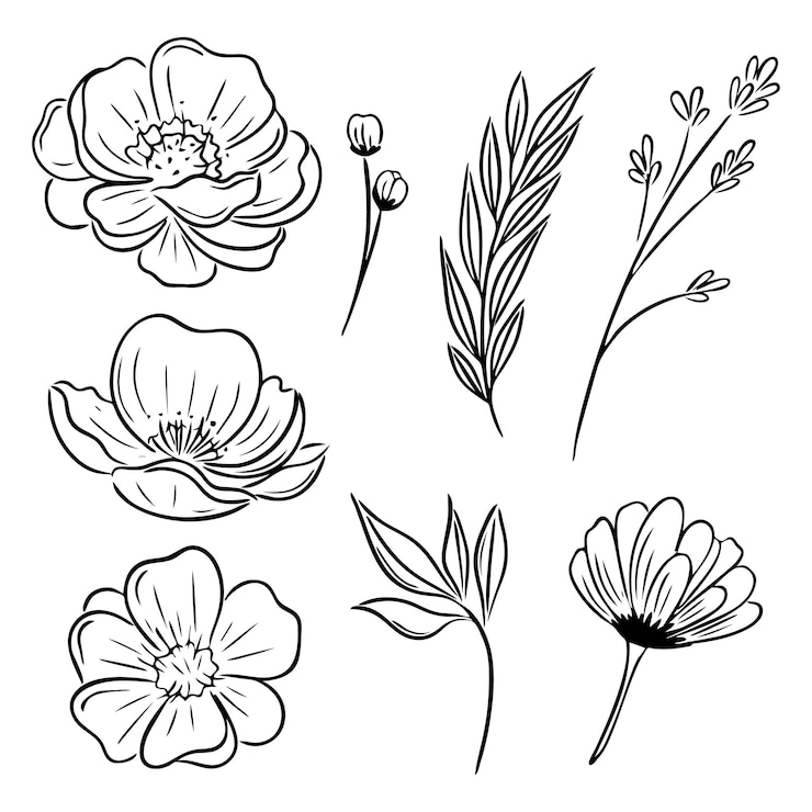 Wektor zestaw wektorowy dzikich kwiatów w stylu czarnego konturu rysunek liniowy ilustracja botaniczna
