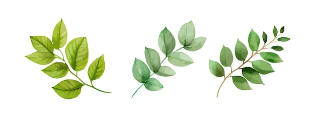 Zestaw zielonych liści akwarela Zielony liść oddział botaniczny izolowany na białym tle ilustracji wektorowych