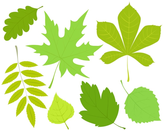Plik wektorowy zestaw zielonych liści ze słowem klon na wierzchołku.