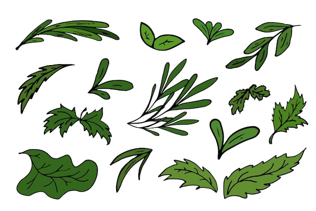 Plik wektorowy zestaw zielonych liści zieleń na białym tle ilustracji wektorowych koncepcja lato medycyna ekologia zdrowie