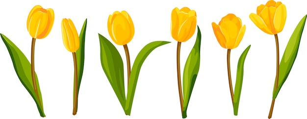 Zestaw żółtych Tulipanów. Ilustracja Wektorowa