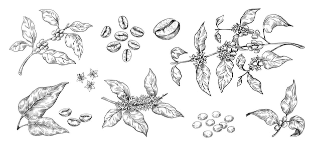 Plik wektorowy ziarna kawy ręcznie rysowane gałęzie drzewa arabica z liśćmi i nasionami tropikalne rośliny kwitnące czarno-biała organiczna kolekcja botaniczna wektor zestaw naturalnych elementów dekoracyjnych