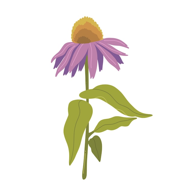 Ziele Echinacea Purpurea Szkic Kwiatu Rośliny Immuno