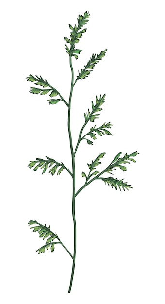 Plik wektorowy zielona dzika roślina roślina polna ręcznie rysowane ilustracji wektorowych botaniczny clipart na białym delikatny element wystroju wystroju