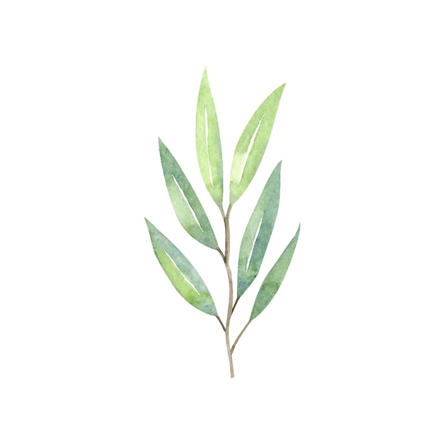 Zielona gałąź eukaliptusa z liśćmi akwarela wektor botaniczny clipart na białym tle